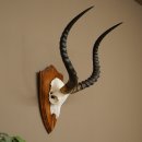 Impala-antilope (Aepyceros) schedeltrofee, trofee HL 57...