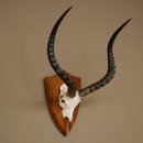 Impala Antilope (Aepyceros) Schädeltrophäe Trophäe HL 57 cm Trophäenschild 88.4.73