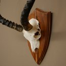 Impala Antilope (Aepyceros) Schädeltrophäe Trophäe HL 57 cm Trophäenschild 88.4.73