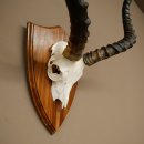 Impala Antilope (Aepyceros) Schädeltrophäe Trophäe HL 57 cm Trophäenschild 88.4.73