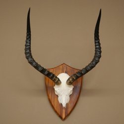Impala Antilope (Aepyceros) Schädeltrophäe Trophäe HL 57 cm Trophäenschild 88.4.73