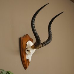 Impala Antilope (Aepyceros) Schädeltrophäe Trophäe HL 57 cm Trophäenschild 88.4.73