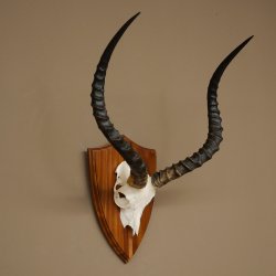 Impala Antilope (Aepyceros) Schädeltrophäe Trophäe HL 57 cm Trophäenschild 88.4.73