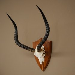 Impala Antilope (Aepyceros) Schädeltrophäe Trophäe HL 57 cm Trophäenschild 88.4.73