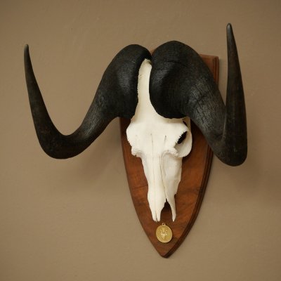 Gnu Weißschwanzgnu Schädeltrophäe Afrika Antilope Schädel Trophäe Schild 88.9.51