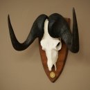 Gnoe, witstaartgnoe, schedeltrofee, Afrika, antilope,...