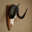 Gnoe, witstaartgnoe, schedeltrofee, Afrika, antilope,...