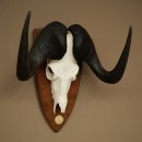 Gnu Weißschwanzgnu Schädeltrophäe Afrika Antilope Schädel Trophäe Schild 88.9.51