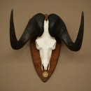 Gnu Weißschwanzgnu Schädeltrophäe Afrika Antilope Schädel Trophäe Schild 88.9.51