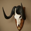 Gnu Weißschwanzgnu Schädeltrophäe Afrika Antilope Schädel Trophäe Schild 88.9.51