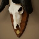 Gnu Weißschwanzgnu Schädeltrophäe Afrika Antilope Schädel Trophäe Schild 88.9.51