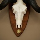 Gnu Weißschwanzgnu Schädeltrophäe Afrika Antilope Schädel Trophäe Schild 88.9.51