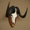 Gnu Weißschwanzgnu Schädeltrophäe Afrika Antilope Schädel Trophäe Schild 88.9.51
