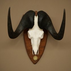 Gnu Weißschwanzgnu Schädeltrophäe Afrika Antilope Schädel Trophäe Schild 88.9.51