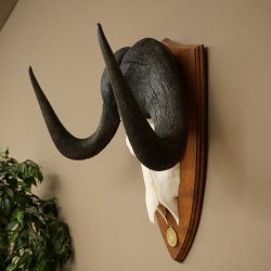 Gnu Weißschwanzgnu Schädeltrophäe Afrika Antilope Schädel Trophäe Schild 88.9.51