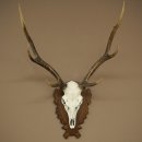 Bois de cerf sika, bois de cerf, bois de cerf sika, plaque de trophée 70.1114