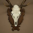 Bois de cerf sika, bois de cerf, bois de cerf sika, plaque de trophée 70.1114