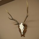 Bois de cerf sika, bois de cerf, bois de cerf sika, plaque de trophée 70.1114