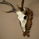 Bois de cerf sika, bois de cerf, bois de cerf sika, plaque de trophée 70.1114