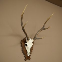 Bois de cerf sika, bois de cerf, bois de cerf sika, plaque de trophée 70.1114