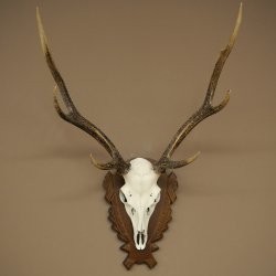 Bois de cerf sika, bois de cerf, bois de cerf sika, plaque de trophée 70.1114