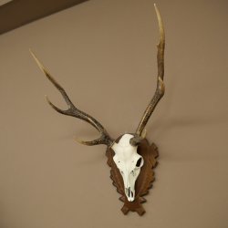 Bois de cerf sika, bois de cerf, bois de cerf sika, plaque de trophée 70.1114