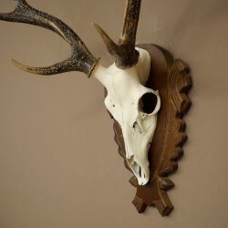 Bois de cerf sika, bois de cerf, bois de cerf sika, plaque de trophée 70.1114