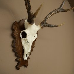 Bois de cerf sika, bois de cerf, bois de cerf sika, plaque de trophée 70.1114