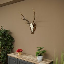 Bois de cerf sika, bois de cerf, bois de cerf sika, plaque de trophée 70.1114