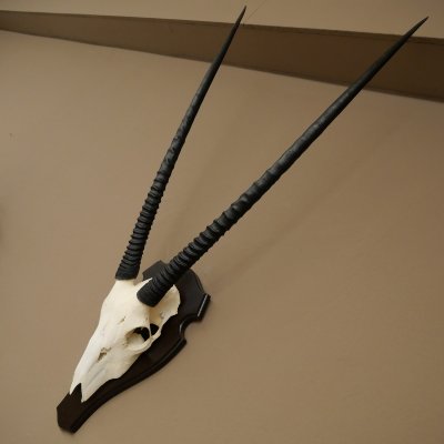 Oryx (Oryx gazella) antilope hoornlengte 86 cm spiesbok Afrika schedeltrofee trofeeschild 88.3.117