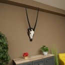 Oryx (Oryx gazella) antilope hoornlengte 86 cm spiesbok Afrika schedeltrofee trofeeschild 88.3.117