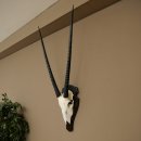 Oryx (Oryx gazella) antilope hoornlengte 86 cm spiesbok Afrika schedeltrofee trofeeschild 88.3.117