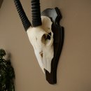 Oryx (Oryx gazella) antilope hoornlengte 86 cm spiesbok Afrika schedeltrofee trofeeschild 88.3.117