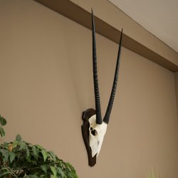 Oryx (Oryx gazella) antilope hoornlengte 86 cm spiesbok Afrika schedeltrofee trofeeschild 88.3.117