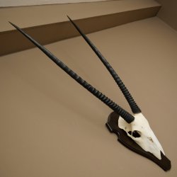 Oryx (Oryx gazella) antilope hoornlengte 86 cm spiesbok Afrika schedeltrofee trofeeschild 88.3.117
