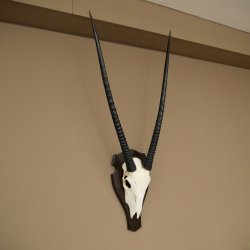 Oryx (Oryx gazella) antilope hoornlengte 86 cm spiesbok Afrika schedeltrofee trofeeschild 88.3.117