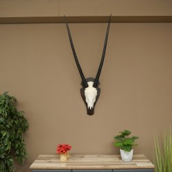 Oryx (Oryx gazella) antilope hoornlengte 86 cm spiesbok Afrika schedeltrofee trofeeschild 88.3.117