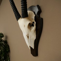 Oryx (Oryx gazella) antilope hoornlengte 86 cm spiesbok Afrika schedeltrofee trofeeschild 88.3.117
