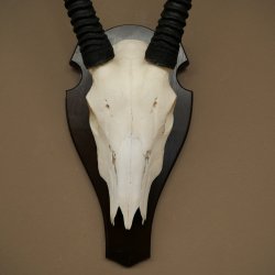 Oryx (Oryx gazella) antilope hoornlengte 86 cm spiesbok Afrika schedeltrofee trofeeschild 88.3.117