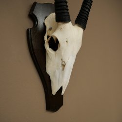 Oryx (Oryx gazella) antilope hoornlengte 86 cm spiesbok Afrika schedeltrofee trofeeschild 88.3.117