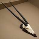 Oryx (Oryx gazella) Antilope HL 80 cm Hoorns los Spiesbok...