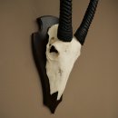 Oryx (Oryx gazella) Antilope HL 80 cm Hoorns los Spiesbok Afrika Schedeltrofee Schild 88.3.118