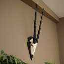 Oryx (Oryx gazella) Antilope HL 80 cm Hoorns los Spiesbok Afrika Schedeltrofee Schild 88.3.118