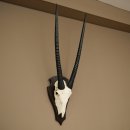 Oryx (Oryx gazella) Antilope HL 80 cm Hoorns los Spiesbok Afrika Schedeltrofee Schild 88.3.118