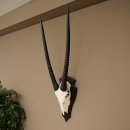 Oryx (Oryx gazella) Antilope HL 80 cm Hoorns los Spiesbok Afrika Schedeltrofee Schild 88.3.118