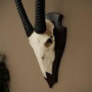 Oryx (Oryx gazella) Antilope HL 80 cm Hoorns los Spiesbok Afrika Schedeltrofee Schild 88.3.118