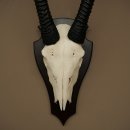 Oryx (Oryx gazella) Antilope HL 80 cm Hoorns los Spiesbok Afrika Schedeltrofee Schild 88.3.118