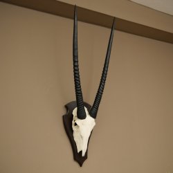 Oryx (Oryx gazella) Antilope HL 80 cm Hoorns los Spiesbok Afrika Schedeltrofee Schild 88.3.118