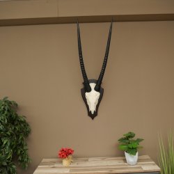 Oryx (Oryx gazella) Antilope HL 80 cm Hoorns los Spiesbok Afrika Schedeltrofee Schild 88.3.118