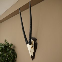 Oryx (Oryx gazella) Antilope HL 80 cm Hoorns los Spiesbok Afrika Schedeltrofee Schild 88.3.118